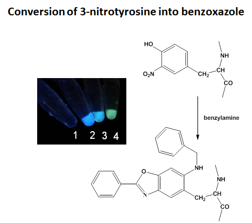 Conversion of 3-nitrotyrosine into benzoxazole