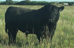 John Stobaugh's cow "Stud muffin"