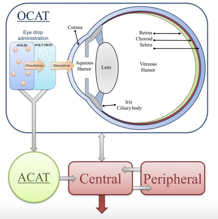Ocular-PBPK Model and Simulation
