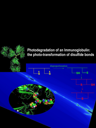 Photodegradation of an Immunoglobulin: the photo-transformation of disulfide bonds